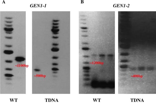Fig. 6 – Gel Electrophoresis (1.2% Agarose, TE Buffer) of PCR products. A. The expected WT  band is ~1100 bp, while the band from the T-DNA insertion is ~500 bp