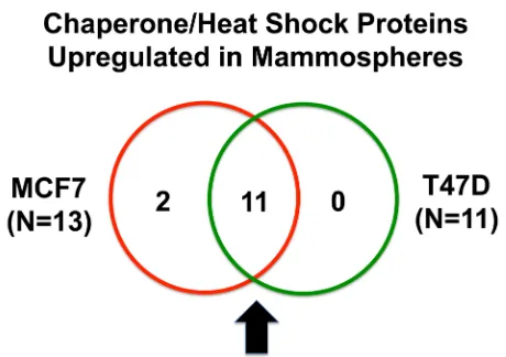 Figure 1: Venn diagram highlighting the conserved upregulation of ribosomal-related proteins in both MCF7 and T47D mammospheres