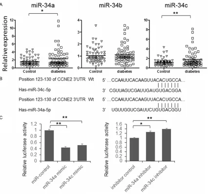 Figure 1. miR-34a and c overexpressed in serum of T2DM patients. A. Serum total RNA was isolated using Trizol and the expression of miR-34a, b and c was detected by qRT-PCR