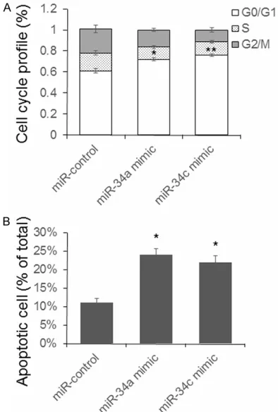 Figure 4. miR-34a and c induce beta-cell G0/G1 phase cell cycle arrest and apoptosis. Mouse pan-creatic beta-cells were transfected with miR-34a or c for 48 hours