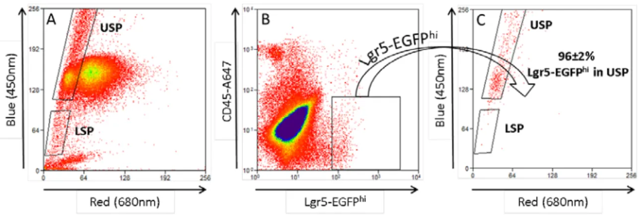 Figure 3. Tracking the Lgr5-EGFP hi  cells to the SP. (A) All jejunal epithelial cells from  Lgr5-EGFP mouse are analyzed based on SP phenotype and gates are drawn