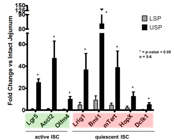 Figure 4. RT-PCR analysis of active and quiescent ISC mRNA markers from USP and  LSP.  Data are shown as fold change vs