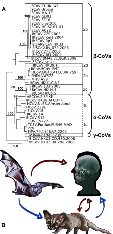 Figure 1.1: Spike Phylogeny of Representative CoVs and Models of SARS-CoV Emergence.   