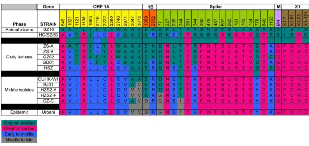 Figure 1.2: Sequence changes over the SARS-CoV epidemic.  