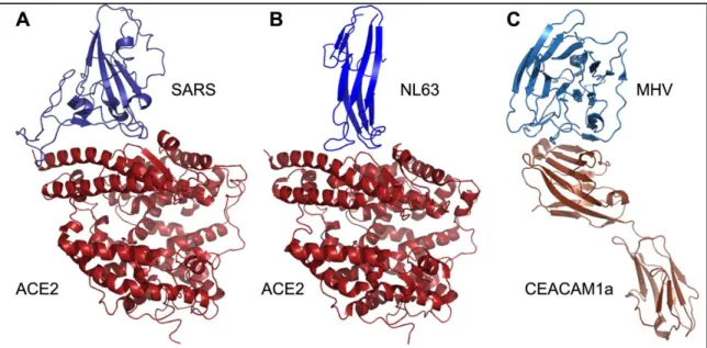 Figure 1.3: Crystal structures of coronavirus receptor binding domains (RBD) complexed with their  receptors