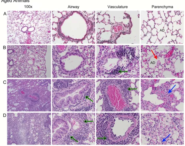 Figure 2.5: Pathology following immunization and subsequent lethal challenge in aged Harlan mice