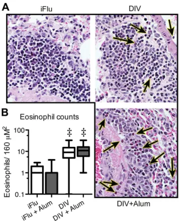 Figure 2.7: Visual identification of eosinophils following lethal challenge.  