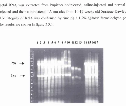 Figure 3.3.1. Electrophoresis o f total RNA extracted from rat TA muscle in order to check the integrity o f the RNA samples