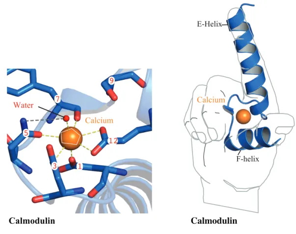 Figure 1. The pentagonal bipyramidal geometry of calcium coordination of the EF hand  domains  