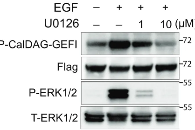 Figure 4. RasGRP2 is phosphorylated in response to epidermal growth factor (EGF)  stimulation in HEK293T cells