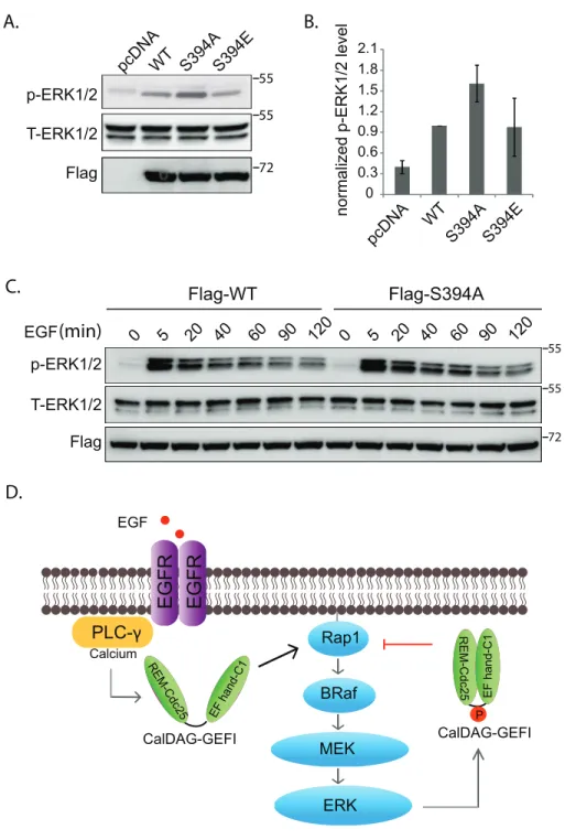 Figure 6. Phosphorylation of RasGRP2 negatively regulates ERK1/2 