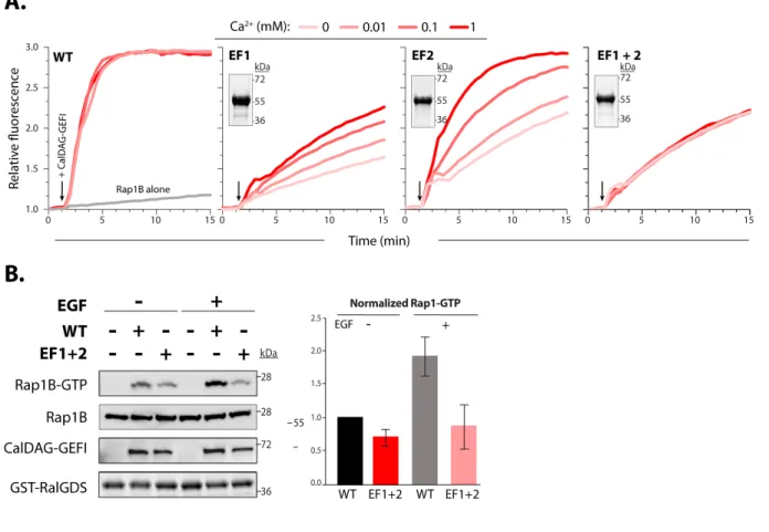 Figure 8. Mutations in the calcium-binding EF hands reduce the capacity of CalDAG- CalDAG-GEFI to active Rap1B
