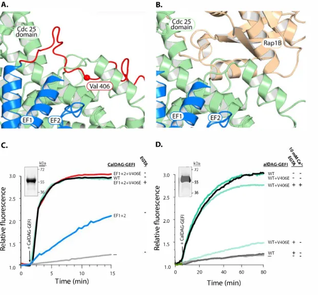 Figure 10. Substitution of a conserved valine fully restores the exchange activity of EF1+2