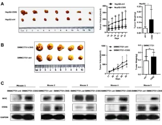 Figure 6: CSIG affected tumor growth of HCC cells in nude mice and MYC protein level in vivo