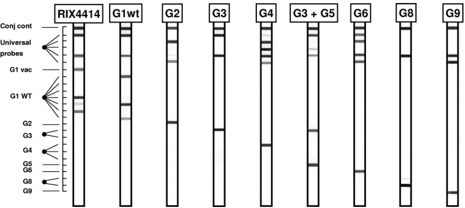 TABLE 5. Probes for identiﬁcation of rotavirus VP7 types