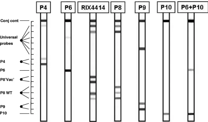 FIG. 2. Outline and representative examples of the VP4 RHA. The top line (Conj cont) is a control line for checking the detection reactionon the strip