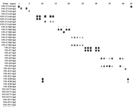 FIG. 1. Representative RT-PCR–RLB results for 43 clinical isolates (see Table 1 for description and targets of probes listed on the left)