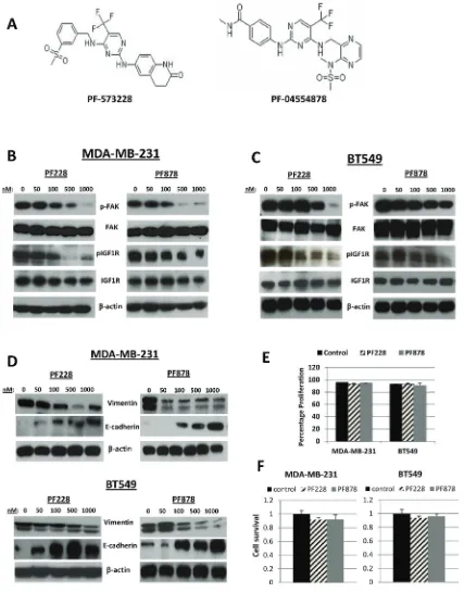 Figure 4: Effects of FAK-specific inhibitors on IGF1R activity, invasion, and EMT-related protein expression in TNBC cells