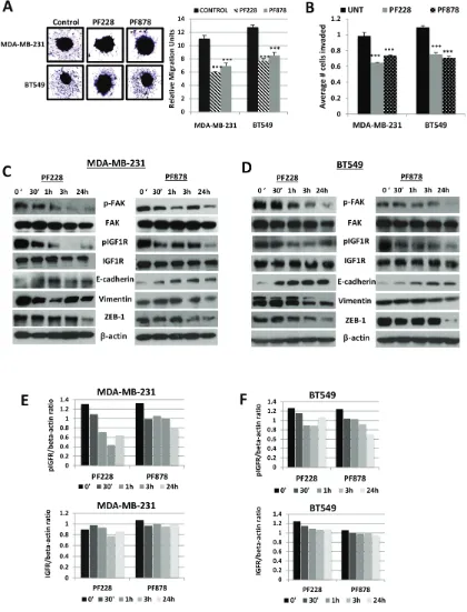 Figure 5: FAK-specific inhibitors suppress spheroid migration, decrease IGF1R phosphorylation, and alter EMT-marker expression levels in TNBC cells