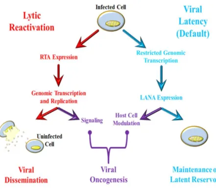 Figure 1.4:  The KSHV Life Cycle.  After KSHV infection the default viral replication program is latency,  during which the viral genome exhibits very restricted gene expression