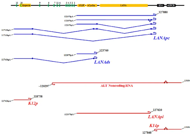 Figure 1.5:  Transcripts from the KSHV Latency Locus.  Constitutively expressed transcripts (shown in  blue) originate from two promoters within the KSHV latency locus; the major latent promoter – the LANApc,  and a downstream promoter – the LANAds