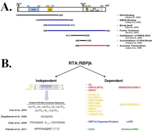Figure 1.6:  The KSHV Lytic Switch Protein:  RTA   A.  The RTA protein is 691 amino acids (aa) in length  and contains two putative nuclear-localization signals (NLS1/2)