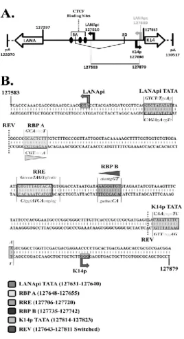 Figure 2.1:  KSHV Genomic Organization of the LANApi and K14p TSS’s.  A.  Schematic depiction of the  nucleotide positions (according to Russo et al., 1996) spanning the LANA and K14 coding regions within the  KSHV latency locus (vCyclin, vFLIP, and vGPCR 