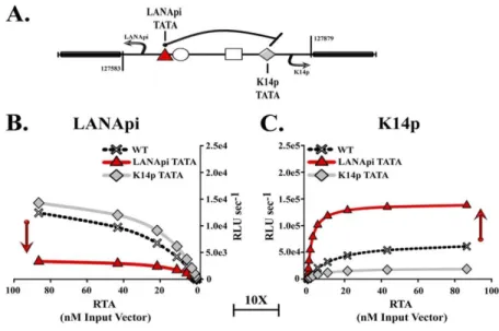 Figure 2.6:  The LANApi-Proximal TATA Box Binding Protein (LANApi TATA) Element Limits K14p  Output