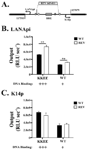 Figure 2.10:  Directionality of RTA-RBPjκ Transactivation.  A.  Depiction of the REV mutant (sequence  reversal of −2 bp relative to TATA elements) in the bidirectional reporter