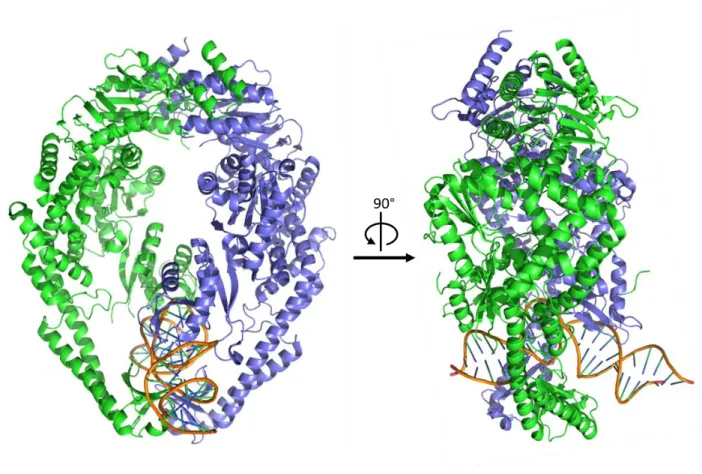 Figure 1.2: Crystal Structure of Taq MutS. 