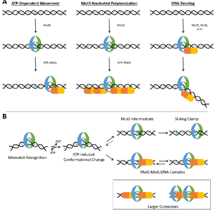 Figure 1.3: Models of MutS:MutL:DNA Ternary Complexes. 