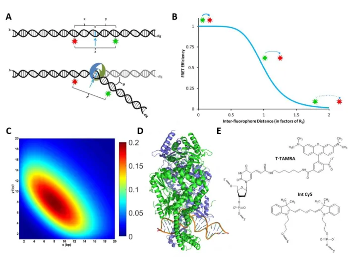 Figure 2.1: Considerations for Designing Fluorescent Oligonucleotides to Study DNA Bending  A) A schematic of a doubly-labeled oligonucleotide sensitive to changes in DNA bending