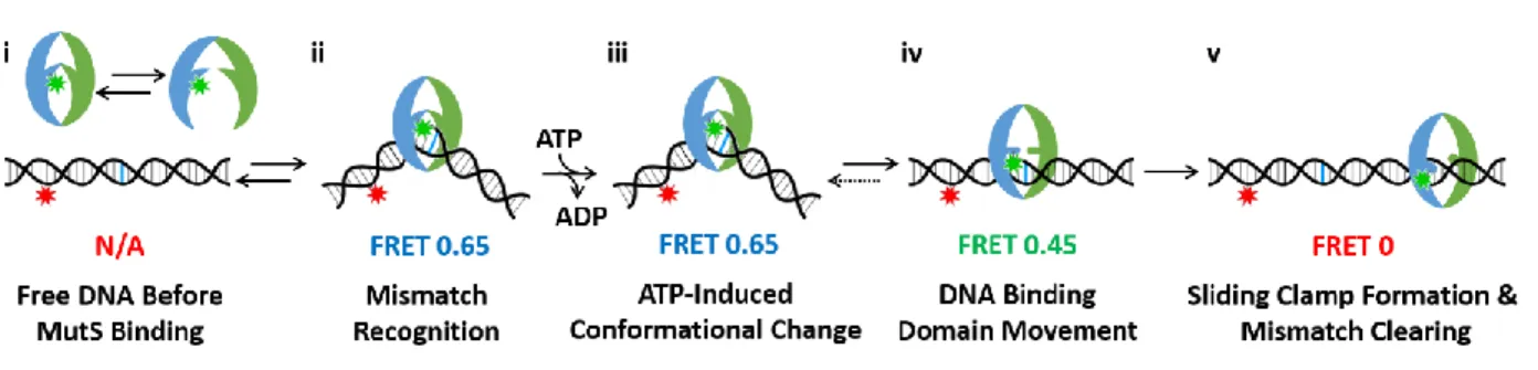 Figure 3.1: The existing model of sliding clamp formation by Taq MutS.  
