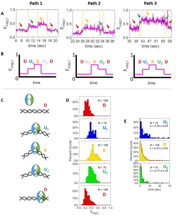 Figure 3.5: The DNA bending transitions for the multi-state bending events follows a D-U 1 -B-U 2 -D  pattern