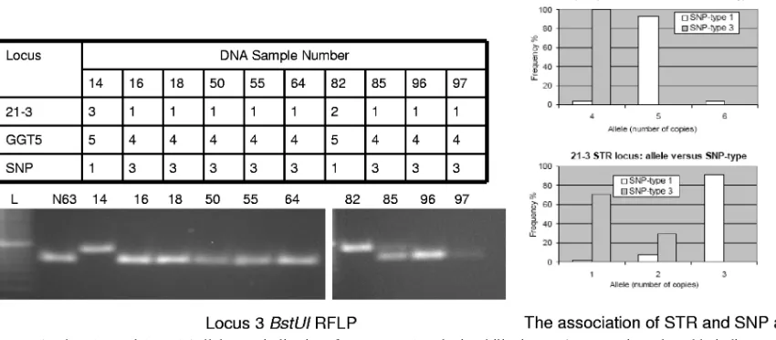 FIG. 5. The 21-3 and (GGT)5 alleles are indicative of SNP types 1 and 3 in Philippine M