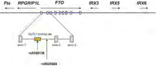 Figure 6: FTO structure 