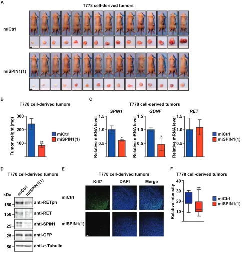 Figure 5: SPIN1 controls proliferation and apoptosis of liposarcoma cell-derived tumors in BALB/c nude (D) Western blot analysis of SPIN1, RET, and RETph levels in T778 cell-derived tumors treated with the indicated miRNA
