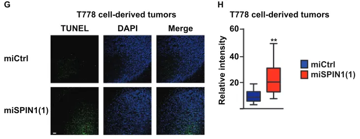 Figure 5: (Continued) (G) TUNEL assay for detection of apoptotic cells in T778 cell-derived tumors treated with the indicated miRNA