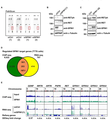 Figure 3T). Colocalization of SPIN1 and H3K4me3 as well 