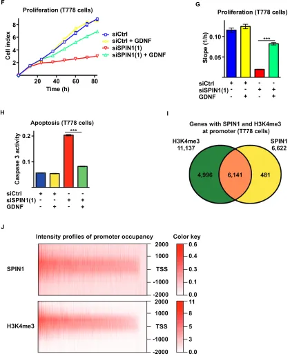 Figure 3: (Continued��������) (F, G) Proliferation of T778 cells transfected with siCtrl or siSPIN1(1) in the presence or absence of GDNF