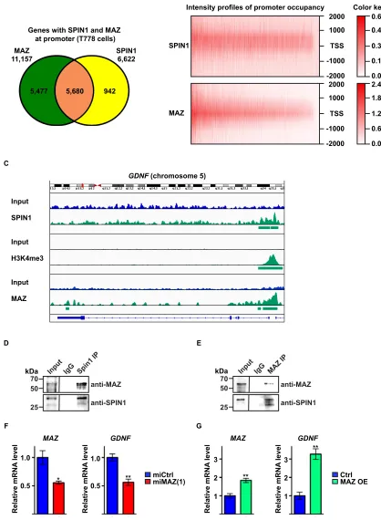 Figure 4: SPIN1 controls liposarcoma cell proliferation and survival by enhancing GDNF expression in cooperation with the transcription factor MAZ