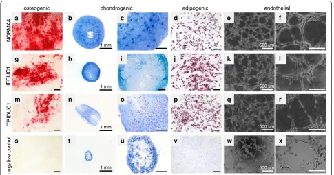 Fig. 6 Multipotent adipose-derived stem cell (ADSC) differentiation into four different cell lineages