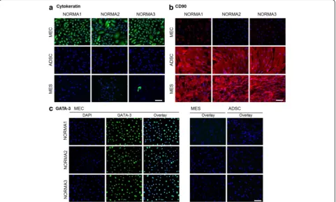 Fig. 2 Immunofluorescence staining of cell isolates.epithelial cells were largely CD90-negative