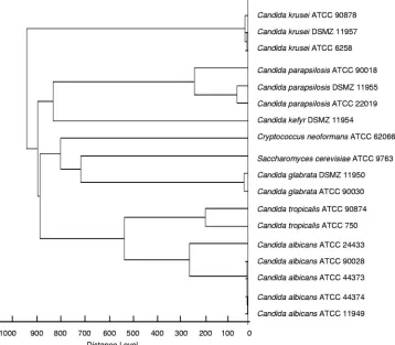 FIG. 2. Score-oriented dendrogram of ATCC and DSMZ type strains of Candida species and yeast-like fungi (n � 18) obtained by theMicroﬂex LT spectrometer.