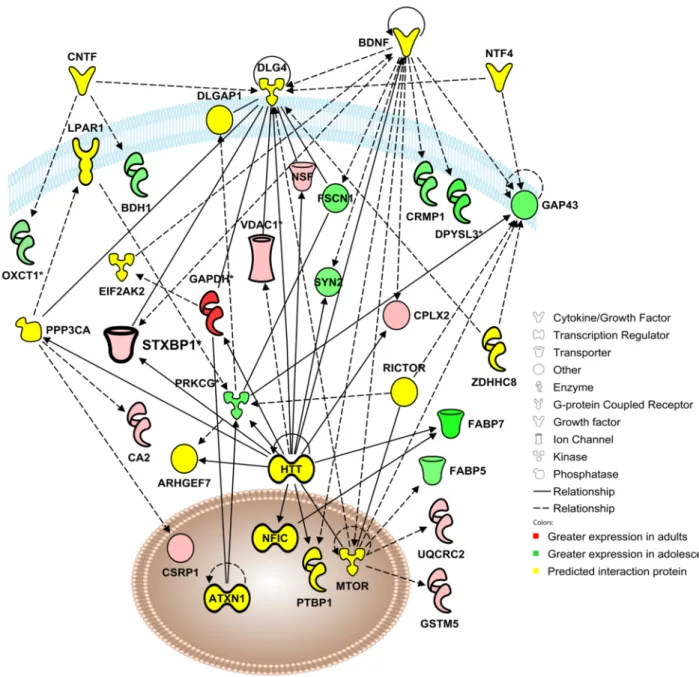 Fig 5. Adolescent development impacts a functional protein network involved in behavior, cell-to-cell signaling and interaction, and nervous system development and function