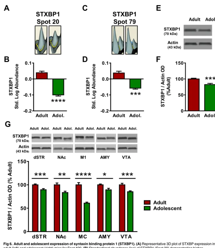 Fig 6. Adult and adolescent expression of syntaxin binding protein 1 (STXBP1). (A) Representative 3D plot of STXBP expression in adult (left) and adolescent (right) mice for Spot #20