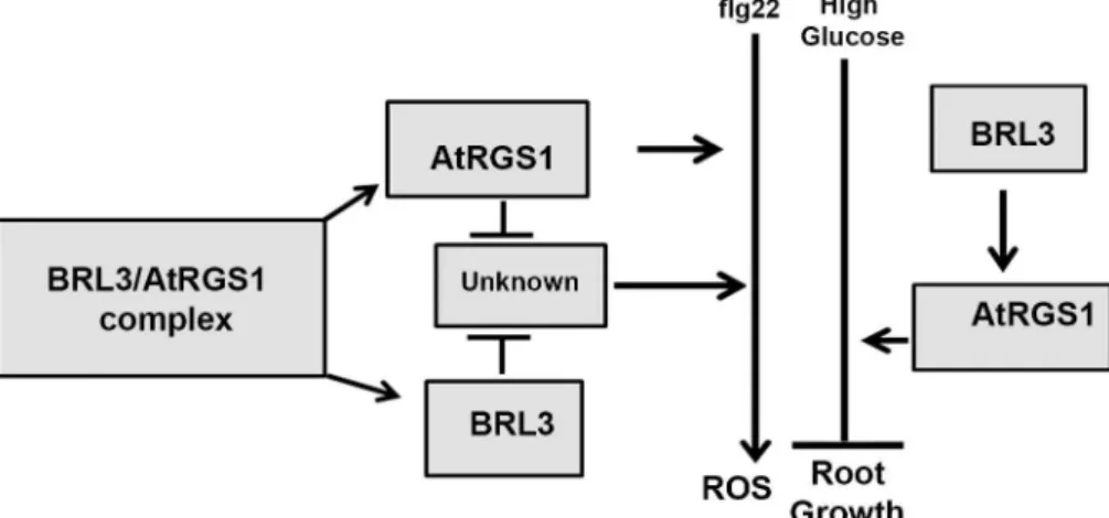 Fig 5. Proposed model for BRL3 and AtRGS1 functions in glucose and flg22 reponses. Partially reduced ROS burst in rgs1-2 (P value < 0.05) and slightly increased in brl3-2 indicate that AtRGS1 is a positive regulator of ROS burst whereas BRL3 is a negati
