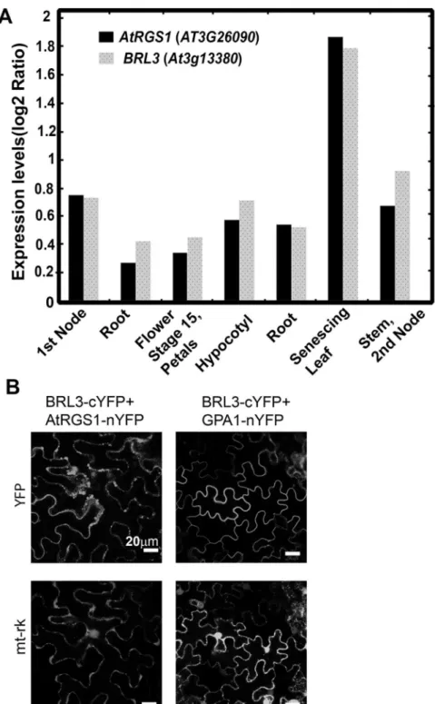 Fig 1. BRL3 interacts with AtRGS1 in vivo. (A) BRL3 and AtRGS1 are co-expressed in several tissues.