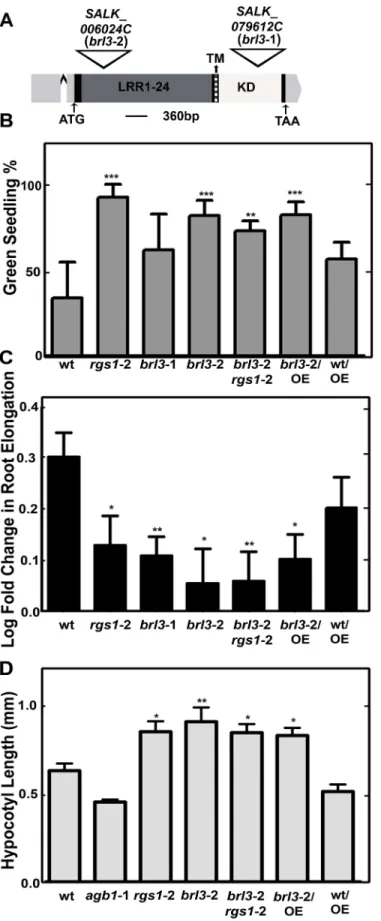 Fig 2. BRL3 and AtRGS1 controls glucose responses. (A) T-DNA insertion position in brl3-1 and brl3-2 on the 4367-bp-gene model of BRL3 (http://www.arabidopsis.org/)