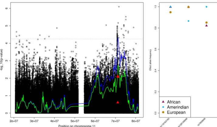 Fig 2. The MAP Amerindian admixture mapping region on chromosome 11. The left provides the admixture mapping results as two lines, with the blue line that crosses the genome-wide significance threshold (horizontal grey dashed line) representing results fro